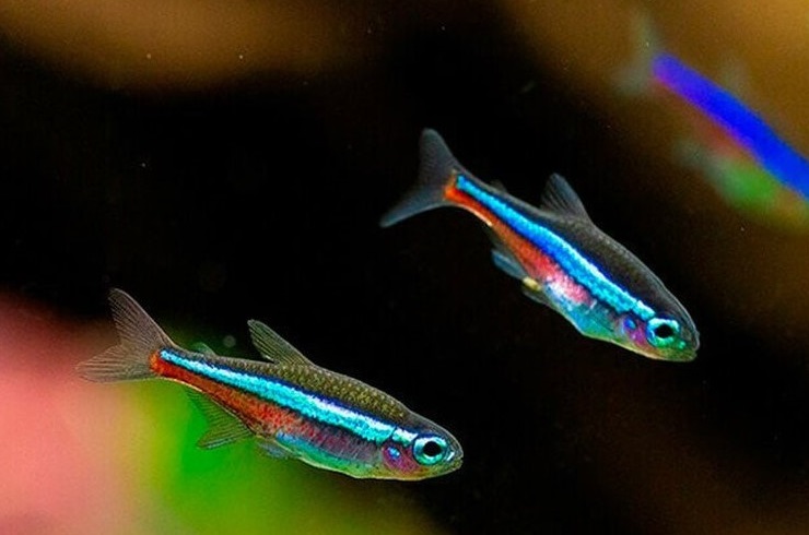 🐟Akvarijní rybičky